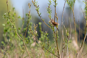 Savi`s Warbler singing in Dutch reed field.