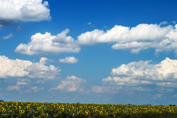 Field with sunflowers against a background of a blue sky with clouds.
