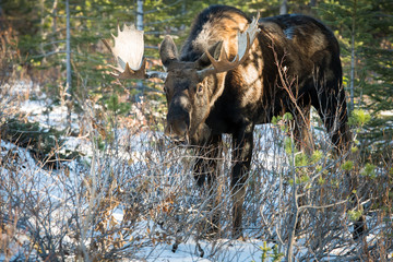 Bull moose in the early winter