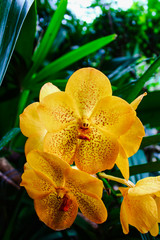 Fototapeta premium Primer plano de orquídea color amarillo. Jardín botánico.