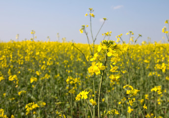 Obraz premium Rape. Yellow flowers bloom in the fields on a clear sunny day.
