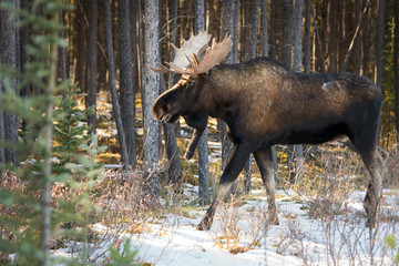 Bull moose in the early winter