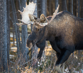 Bull moose in the early winter