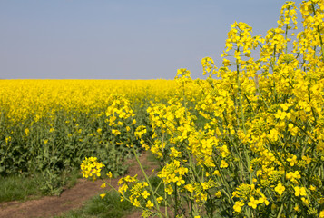 Rape. Yellow flowers bloom in the fields on a clear sunny day.