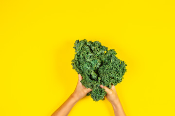 Hands holding bunch of kale leaves over yellow background - obrazy, fototapety, plakaty