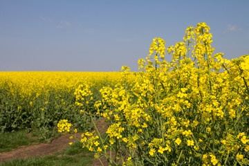 Rape. Yellow flowers bloom in the fields on a clear sunny day.