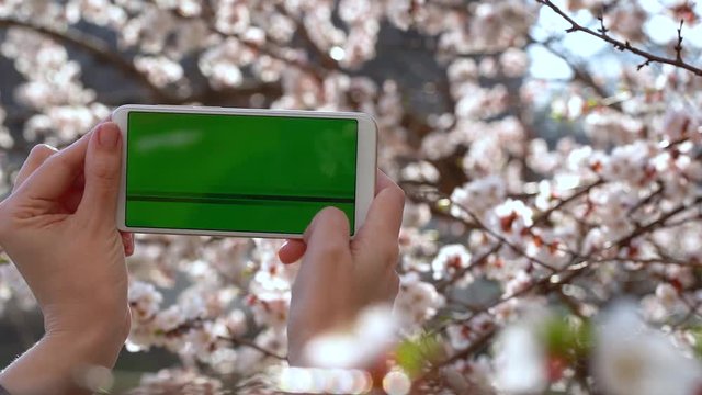 Closeup view of two female hands holding white modern smartphone with blank empty green screen isolated at blooming spring branches of apricot tree. 