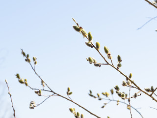 Branches of a willow on a sunny day against the blue sky.