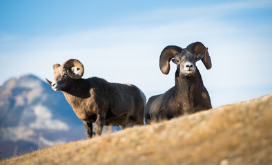 Naklejka premium Bighorn ram in the mountains