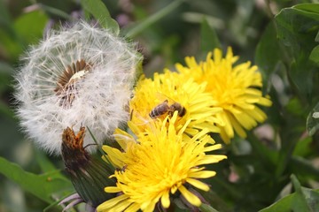 Löwenzahn mit Blüte und Flugsamen und Insekt