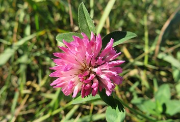 Purple clover flower in the garden, closeup 