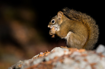 Red squirrel in the mountains