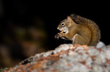 Red squirrel in the mountains