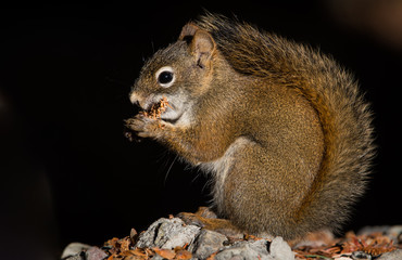 Fototapeta premium Red squirrel in the mountains