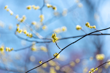 Yellow spicebush flowers against a blue sky in early Spring