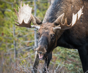 Bull moose in the early winter