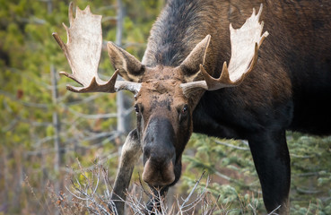 Fototapeta premium Bull moose in the early winter
