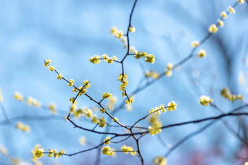 Yellow spicebush flowers against a blue sky in early Spring