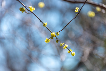 Yellow spicebush flowers against a blue sky in early Spring