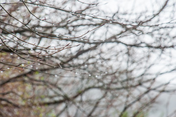Drops of water on the branches of trees after rain.