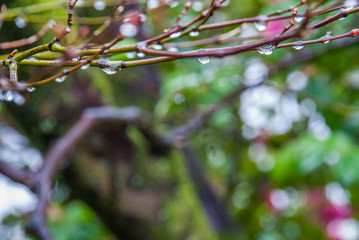 Drops of water on the branches of trees after rain.