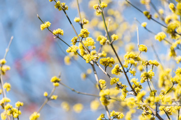 Yellow spicebush flowers in early Spring