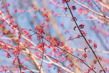 Japanese maple leaves and blue sky in early spring