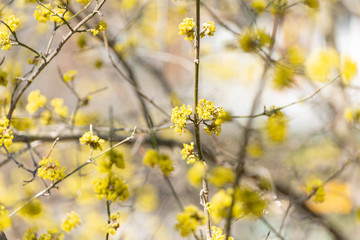 Yellow spicebush flowers in early Spring