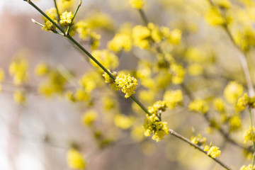 Yellow spicebush flowers in early Spring