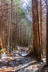 Icy Appalachian Trail, hiking trail in the Great Smoky Mountains National Park