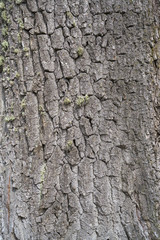 old tree bark
