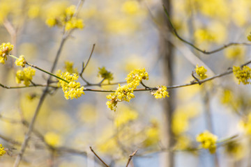 Yellow spicebush flowers in early Spring