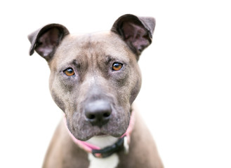 A brown and white Pit Bull Terrier mixed breed dog looking at the camera