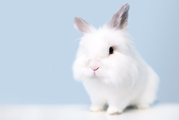 A fluffy white Jersey Wooly rabbit
