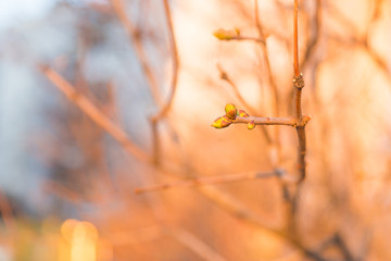vivid floral buds and young fresh leaves in Spring time