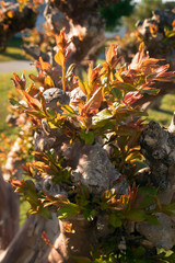 Emerging Crepe Mytrle Leaves