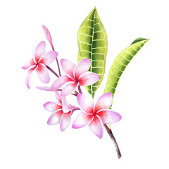 Tropical floral illustration. Pink plumeria flowers and leaves on a branch. Hawaiian plants.