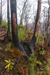 Burnt tree stump with new foliage