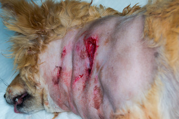 dog with a large wound after dog fight, on his left side of the neck
