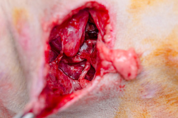 the skin, muscles, blood vessels and nerves destroyed by the  dog bite wound