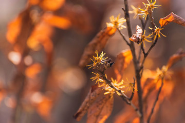 yellow vernal witchhazels blooming in late winter