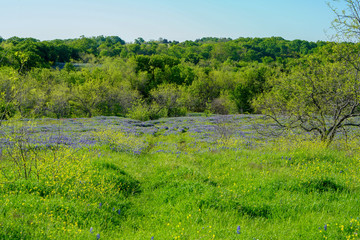 Fototapeta na wymiar Bluebonnet wildflowers blooming in a field with trees during spring time near Texas Hill Country area