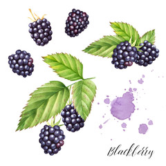 Hand drawn  set  of blackberries with leaves. Isolated watercolor berry illustration.