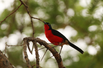 The black-headed gonolek, a species of shrike occurring in Aestern Africa. Colorful bird species in its natural environment.