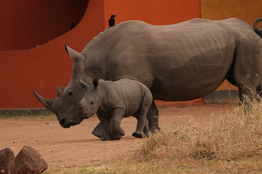 Southern white rhino in Uganda. A rare species poached for its horns. Female with very young calf on a close up picture.
