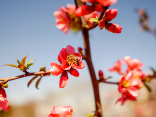 Obraz premium The bee flies from the flower to the flower