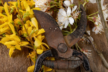 Pruning shears for cutting bushes and twigs of trees on a wooden table. Trimming bushes in the...