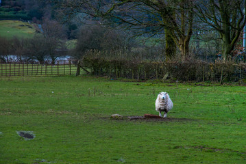 Sheeps in a meadow on green grass