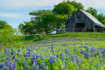 View of old barn with bluebonnet field in front near Texas Hill Country