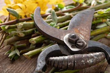 Pruning shears for cutting bushes and twigs of trees on a wooden table. Trimming bushes in the spring.